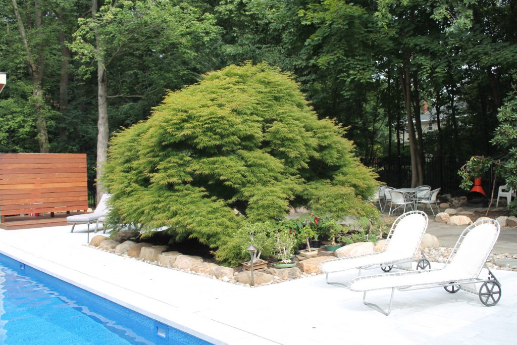 Japanese Maple Tree with stone wall