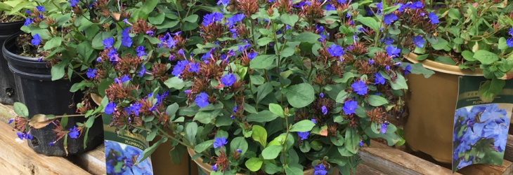 perennials